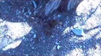 Nadia scales the tree and takes a dump
